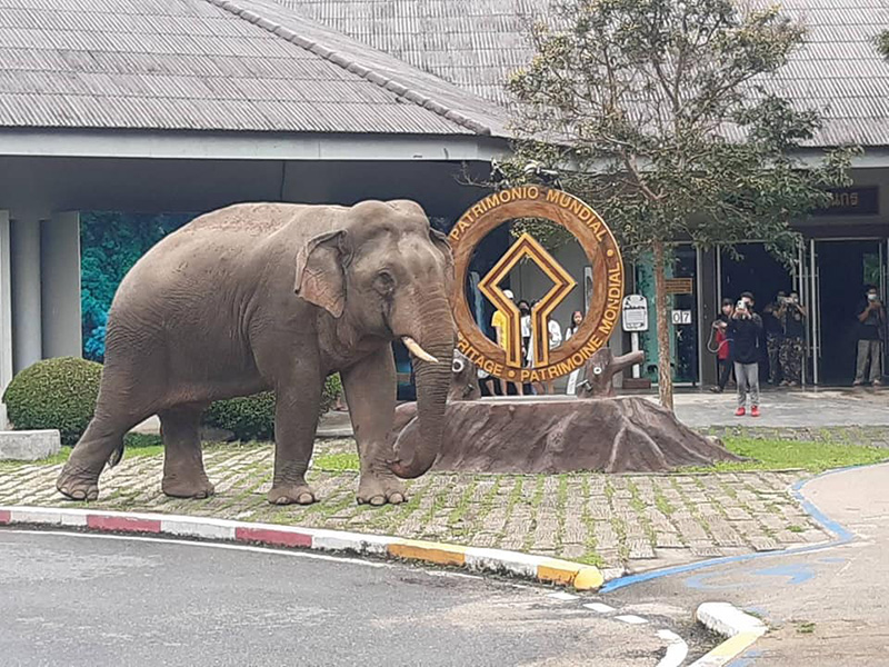 ช้างป่า