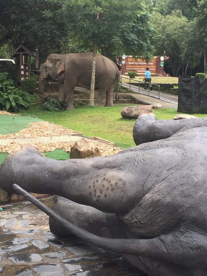 ช้างป่า