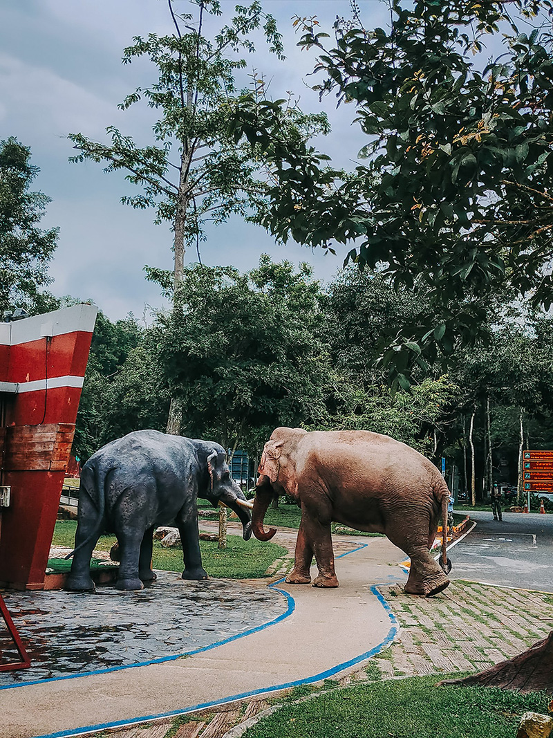 ช้างป่า