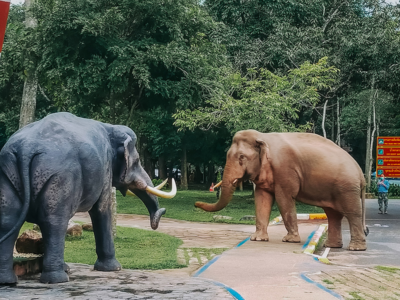 ช้างป่า