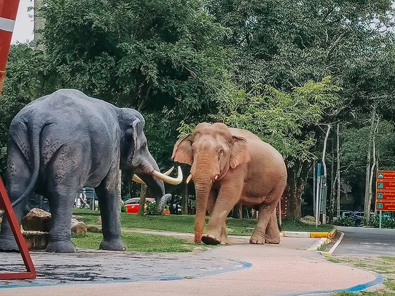 ช้างป่า