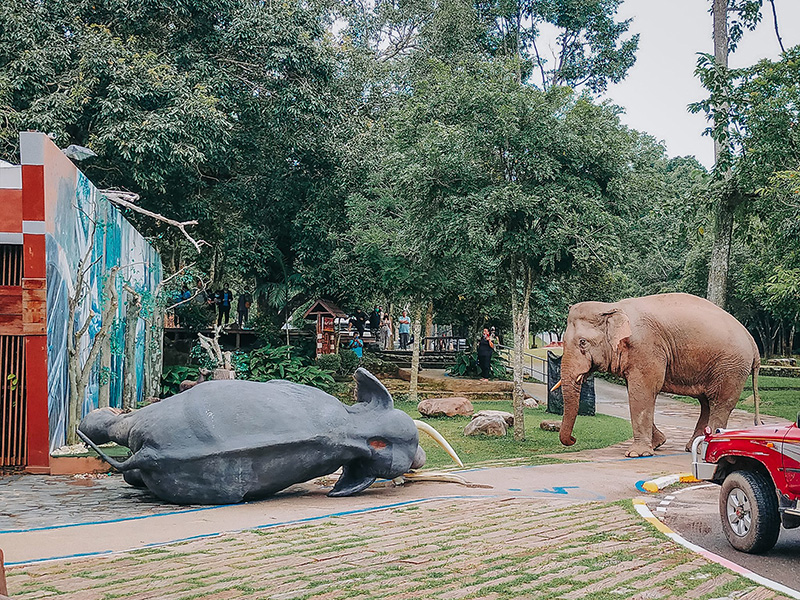 ช้างป่า