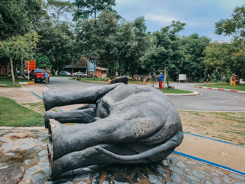 ช้างป่า