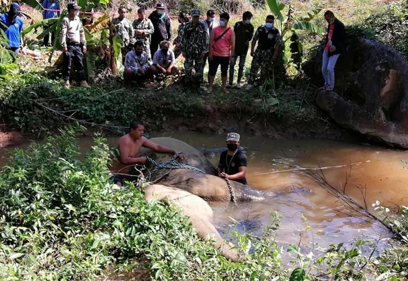 ช้างป่าถูกยิงตาย