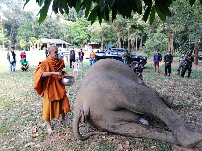 ช้างป่าถูกยิงตาย
