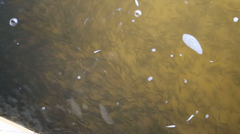 แม่น้ำโขง