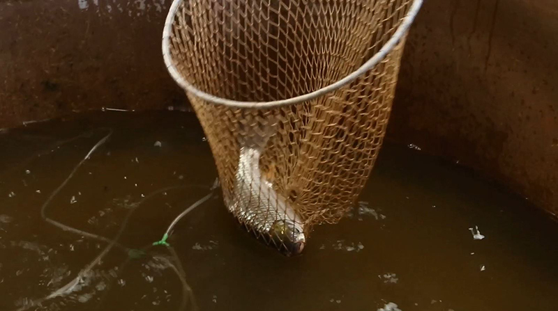 แม่น้ำโขง