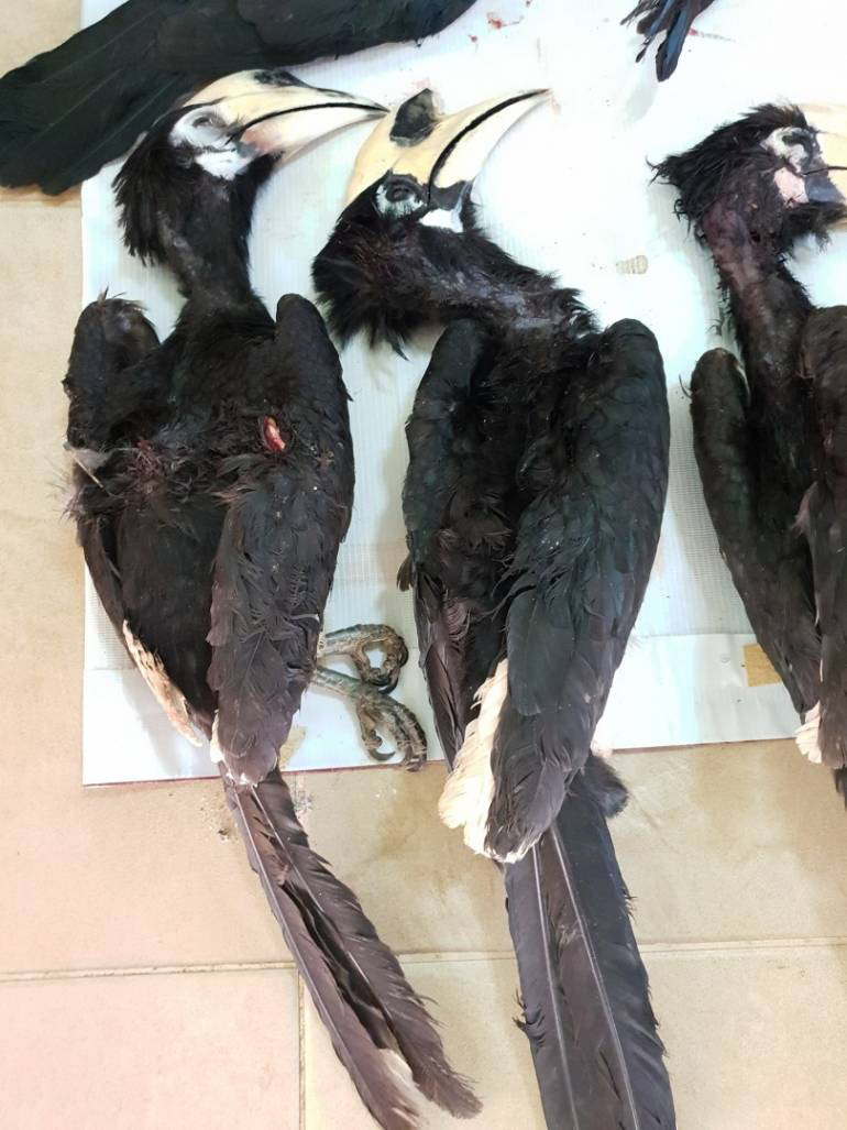 นกเงือก