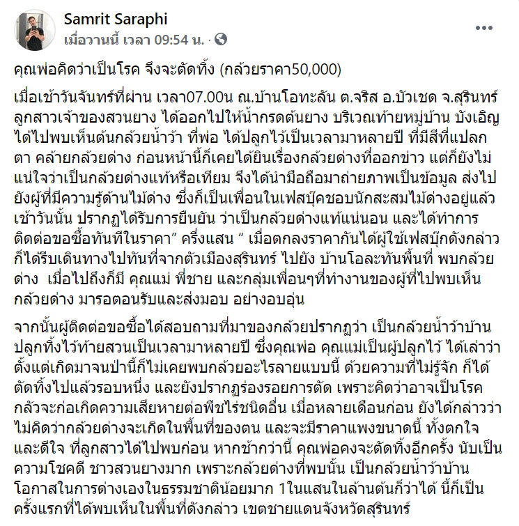 ต้นกล้วยใบด่าง