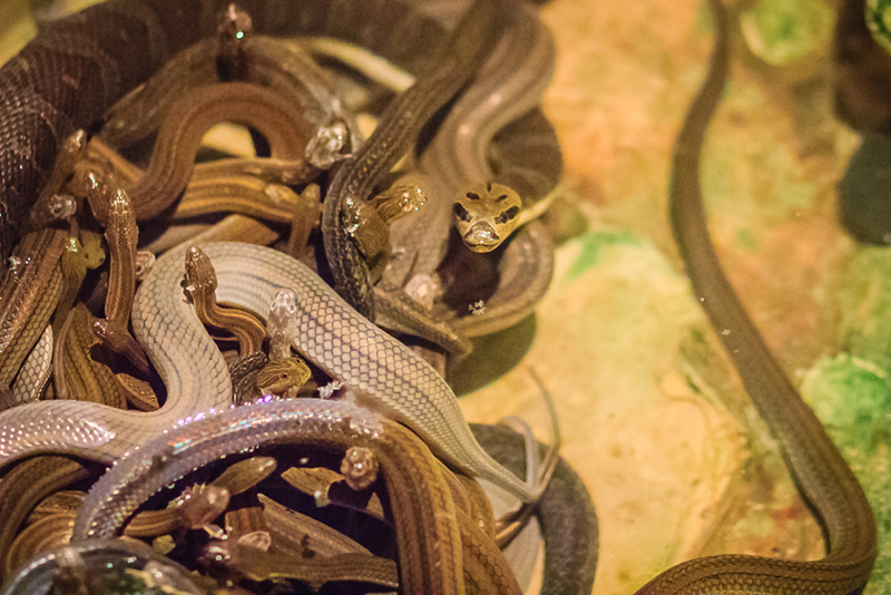 แม่ชีไถ่ชีวิตงู