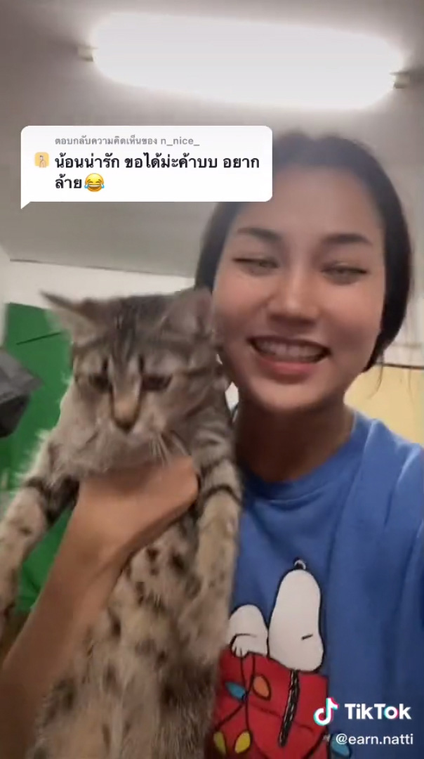 แมวน่ารัก