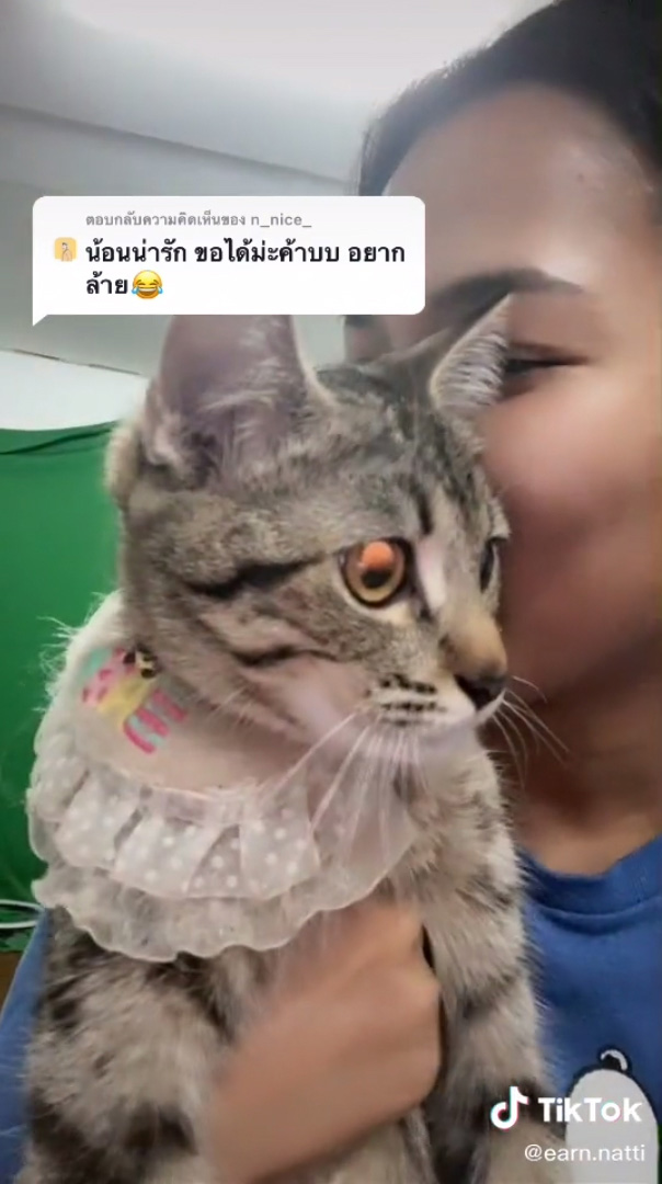 แมวน่ารัก