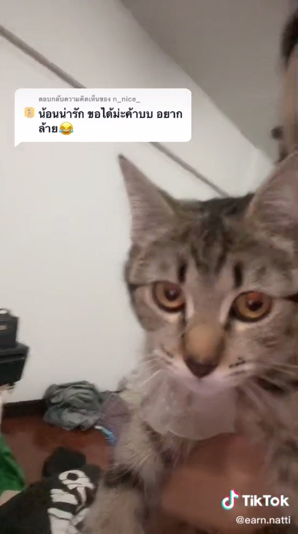 แมวน่ารัก