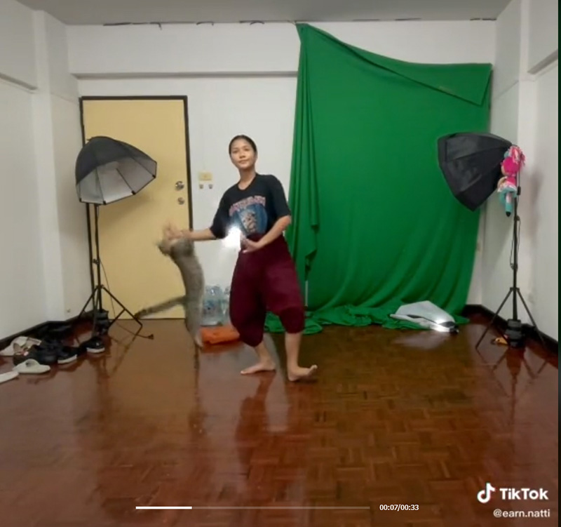 แมวน่ารัก