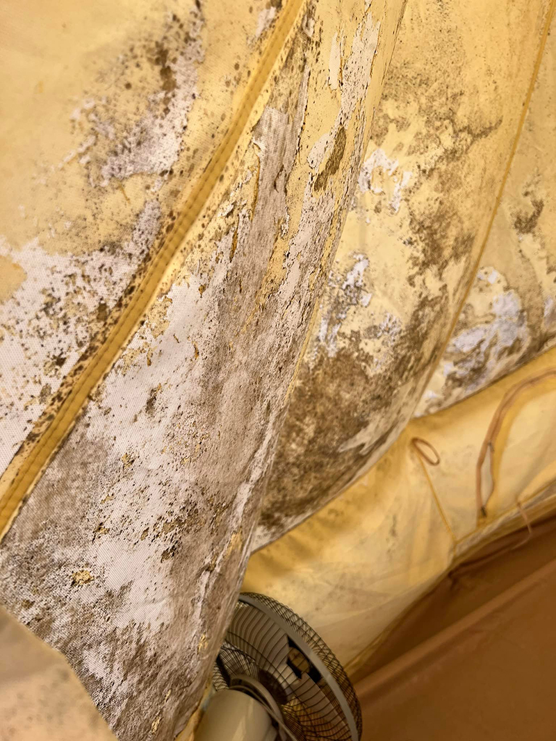 เต็นท์ขึ้นรา