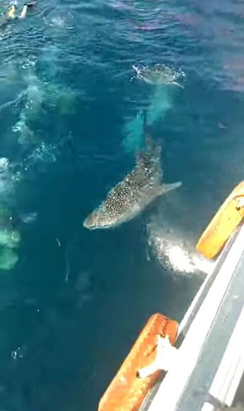 เจอฉลามวาฬที่เกาะเต่า