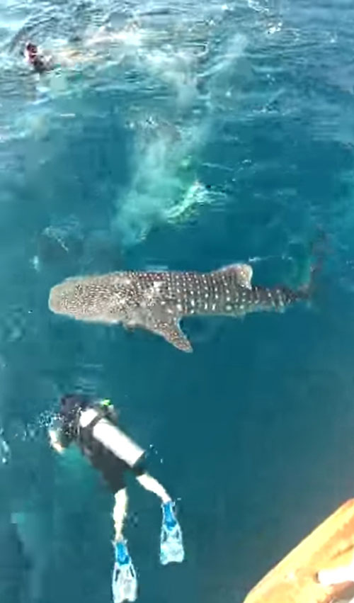 เจอฉลามวาฬที่เกาะเต่า