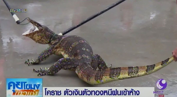 ตัวเงินตัวทองเข้าห้าง