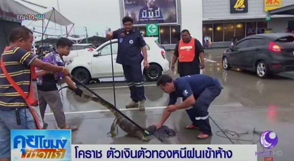 ตัวเงินตัวทองเข้าห้าง