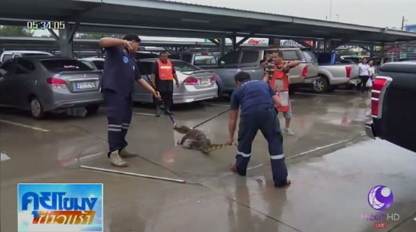 ตัวเงินตัวทองเข้าห้าง