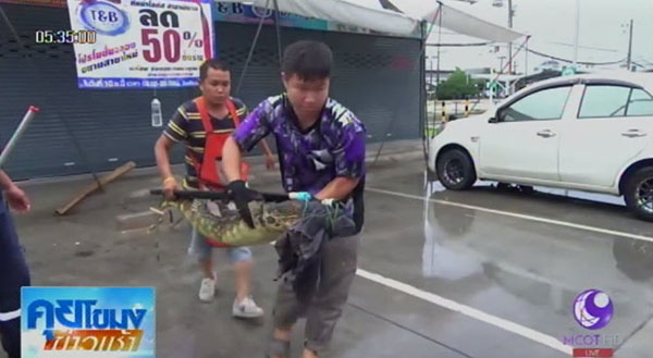 ตัวเงินตัวทองเข้าห้าง