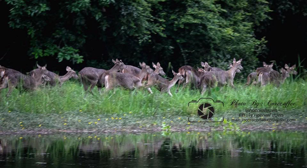 ฝูงกวางในพื้นที่ป่าชุมพร