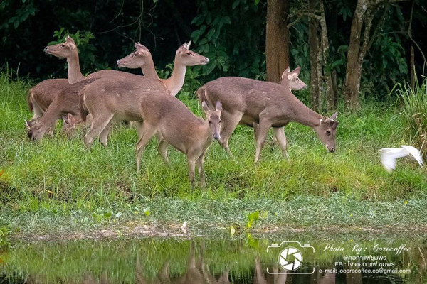 ฝูงกวางในพื้นที่ป่าชุมพร