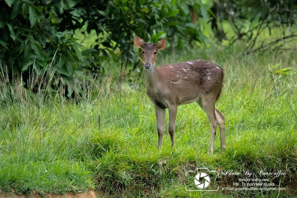 ฝูงกวางในพื้นที่ป่าชุมพร