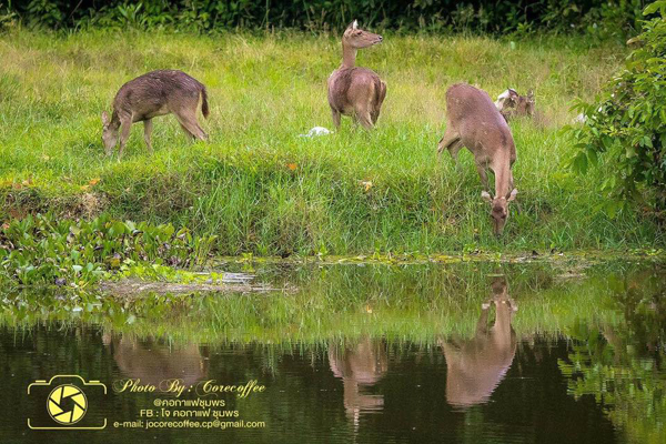 ฝูงกวางในพื้นที่ป่าชุมพร