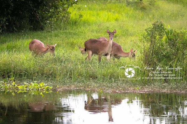 ฝูงกวางในพื้นที่ป่าชุมพร