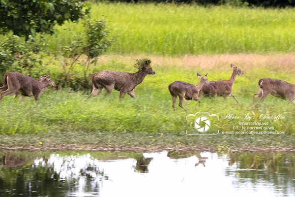 ฝูงกวางในพื้นที่ป่าชุมพร