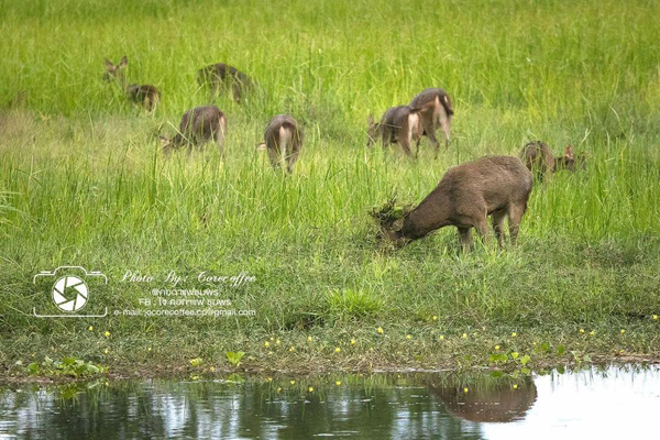 ฝูงกวางในพื้นที่ป่าชุมพร