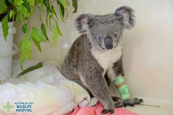 โคอาลาตาสองสี