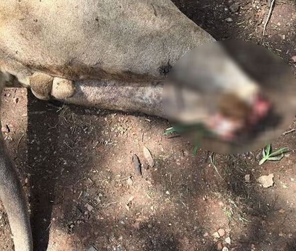 ฆ่าสิงโตทำคุณไสย