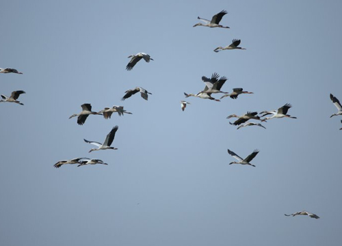 ตื่น! นกปากห่างนับพันอพยพมาชายแดนแม่สอด