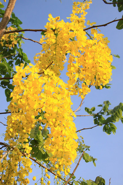 10 ดอกไม้ประจำชาติอาเซียน มีอะไรบ้าง...มาดูกัน