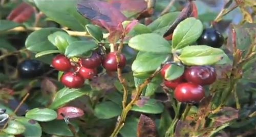 แรงงานไทยไปเก็บผลไม้ต่างแดน (รายได้)ดีจริงหรือ?