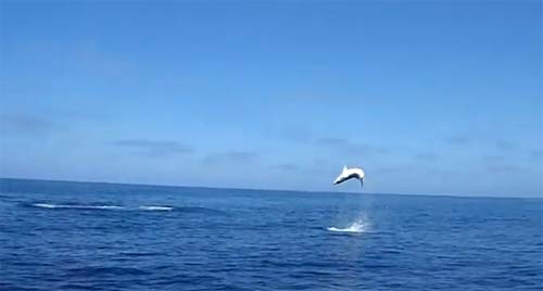 หลั่นล้า! ฉลามหนีรอดนักล่า ตีลังกา 9 ตลบ