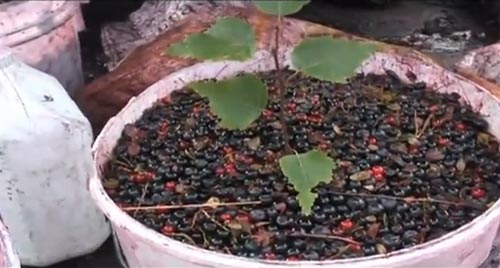 แรงงานไทยไปเก็บผลไม้ต่างแดน (รายได้)ดีจริงหรือ?