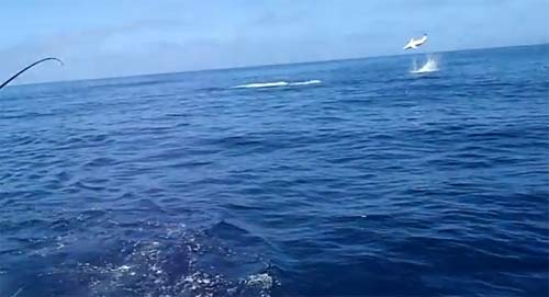 หลั่นล้า! ฉลามหนีรอดนักล่า ตีลังกา 9 ตลบ