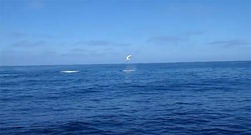 หลั่นล้า! ฉลามหนีรอดนักล่า ตีลังกา 9 ตลบ