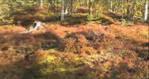 แรงงานไทยไปเก็บผลไม้ต่างแดน (รายได้)ดีจริงหรือ?