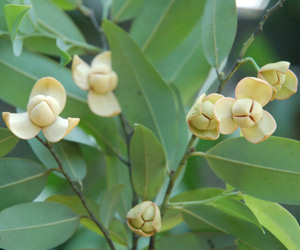 10 ดอกไม้ประจำชาติอาเซียน มีอะไรบ้าง...มาดูกัน