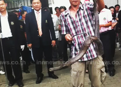 บุกค้นฟาร์มงูสัตหีบ พบชำแหละเนื้อเสิร์ฟนักท่องเที่ยว อ้างเพิ่มพลังทางเพศ