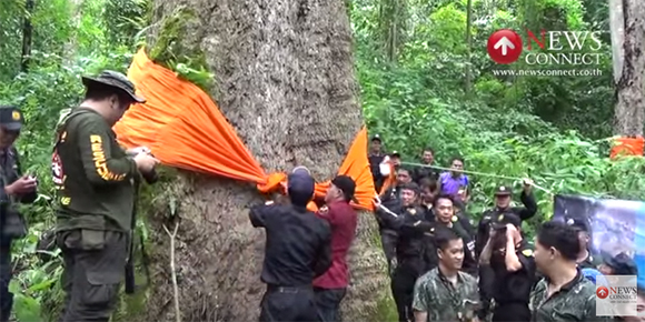 พบต้นจำปีหลวง ขนาด 9 คนโอบที่ลำปาง คาดใหญ่ที่สุดในโลก