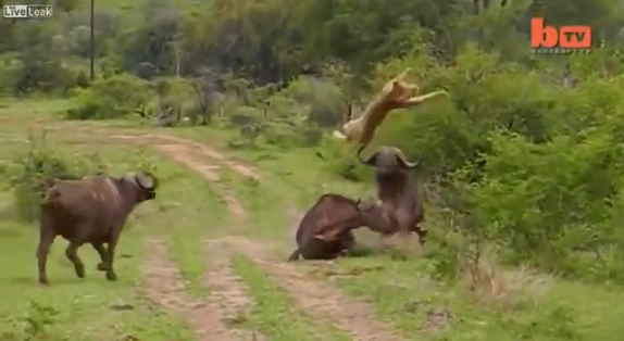 คลิปหาชมยาก สิงโตถูกควายป่าขวิดลอยคว้างกลางอากาศ