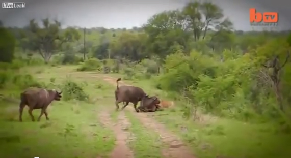 คลิปหาชมยาก สิงโตถูกควายป่าขวิดลอยคว้างกลางอากาศ