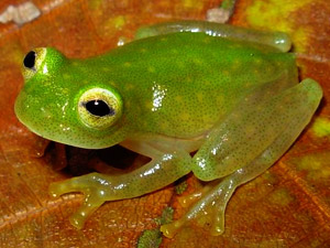 เผยภาพหายากของกบแก้วตัวใส จนมองทะลุได้