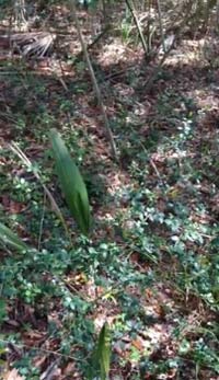 เจสัน ฟรีแมน โพสต์ คลิปต้นไม้เต้นได้ เคลื่อนไหวเองโดยไม่มีลม