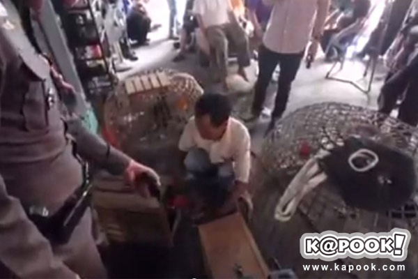  ตำรวจชุดจู่โจม บุกจับบ่อนไก่ชื่อดังกลางกรุง รวบเซียนไก่ได้เกือบ 100 ราย